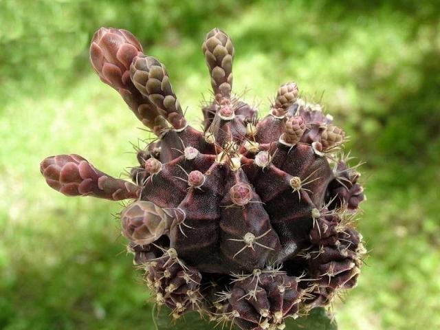 Gymnocalycium_ mihanovichii _cv.'Black Botan' 01